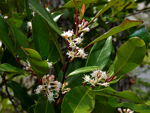 {Prunus caroliniana}